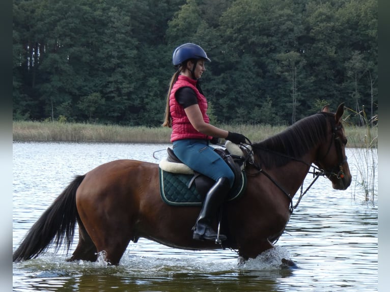 Warmblood polaco Caballo castrado 4 años 160 cm Castaño in Grudziądz