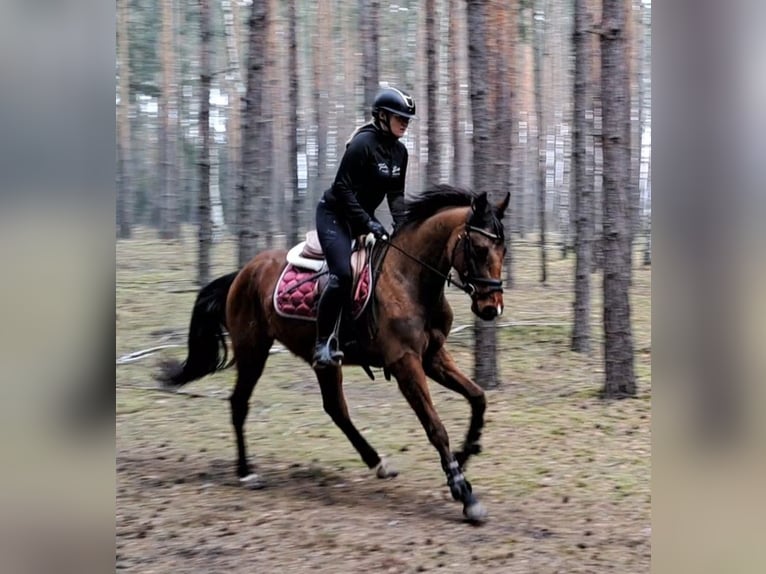 Warmblood polaco Caballo castrado 4 años 160 cm Castaño in Forst