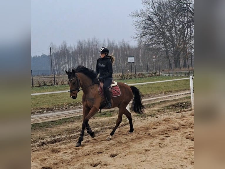 Warmblood polaco Caballo castrado 4 años 160 cm Castaño in Forst