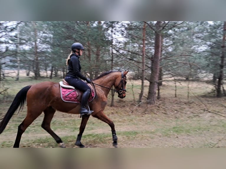 Warmblood polaco Caballo castrado 4 años 160 cm Castaño in Forst