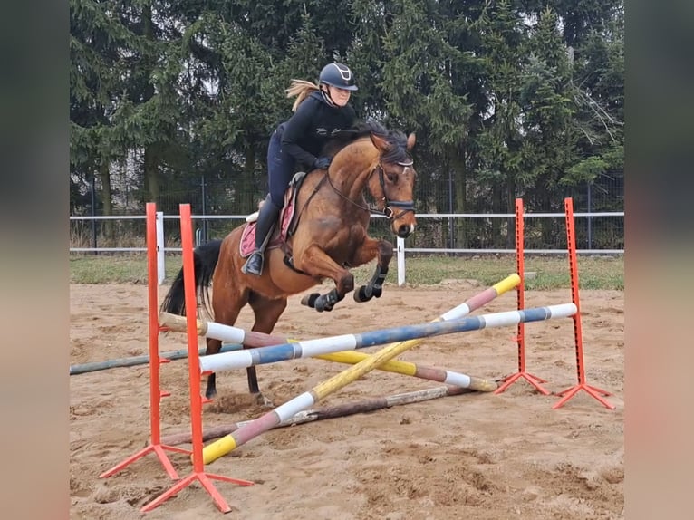 Warmblood polaco Caballo castrado 4 años 160 cm Castaño in Forst