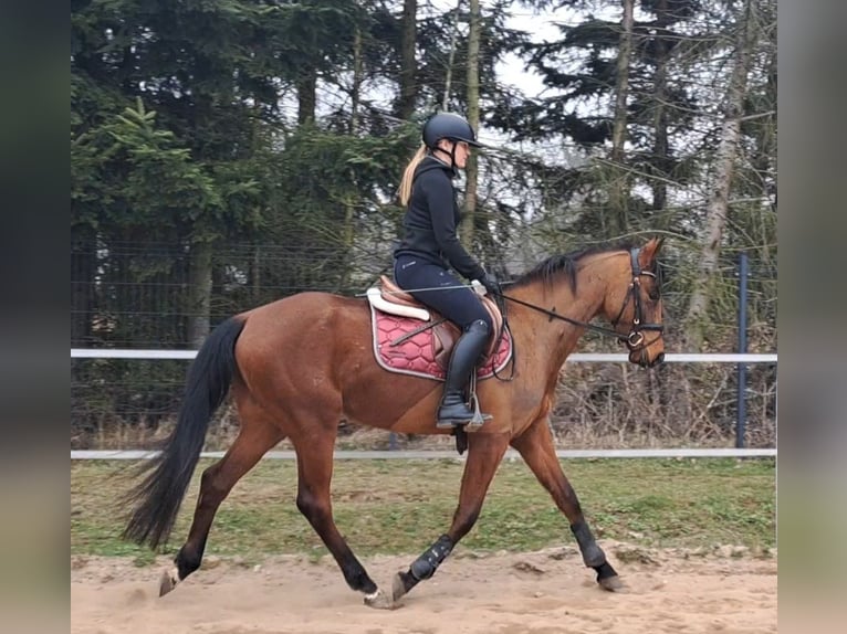 Warmblood polaco Caballo castrado 4 años 160 cm Castaño in Forst