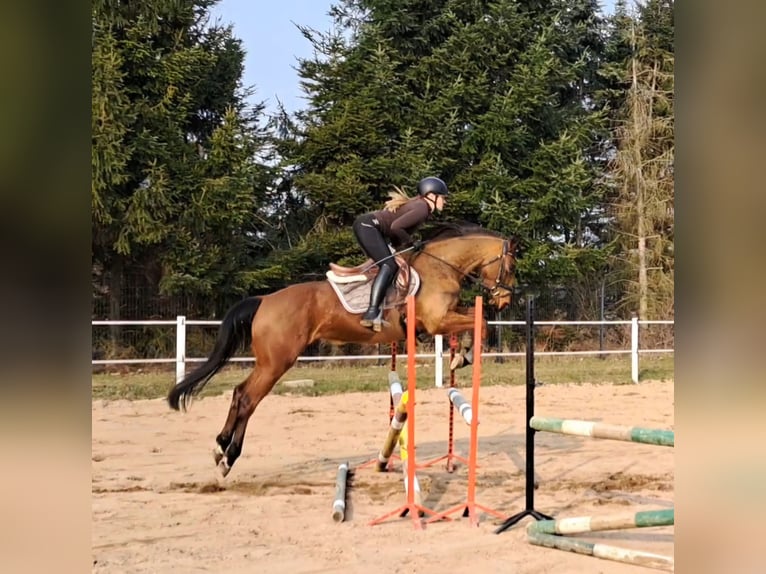 Warmblood polaco Caballo castrado 4 años 160 cm Castaño in Forst