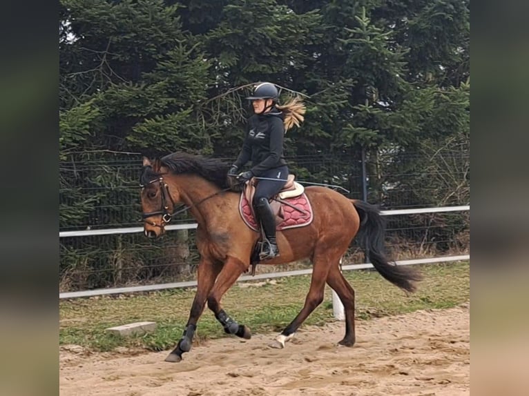 Warmblood polaco Caballo castrado 4 años 160 cm Castaño in Forst