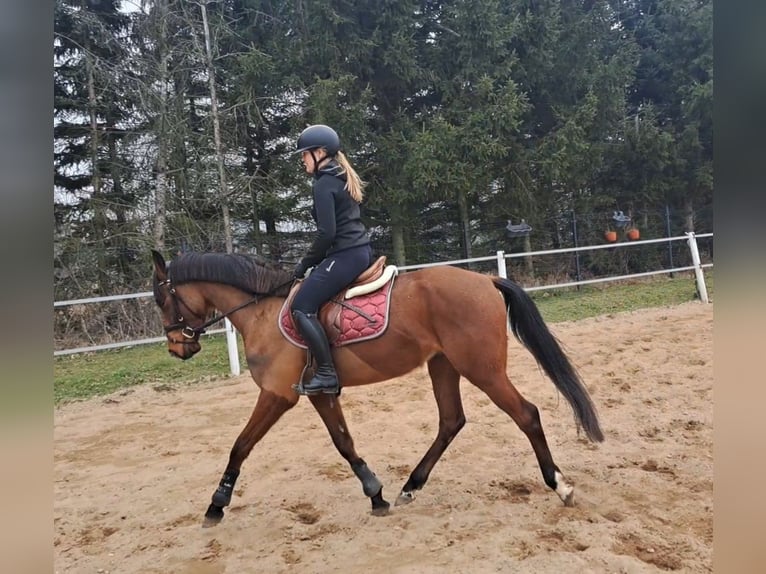 Warmblood polaco Caballo castrado 4 años 160 cm Castaño in Forst