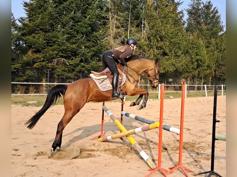 Warmblood polaco Caballo castrado 4 años 160 cm Castaño in Forst