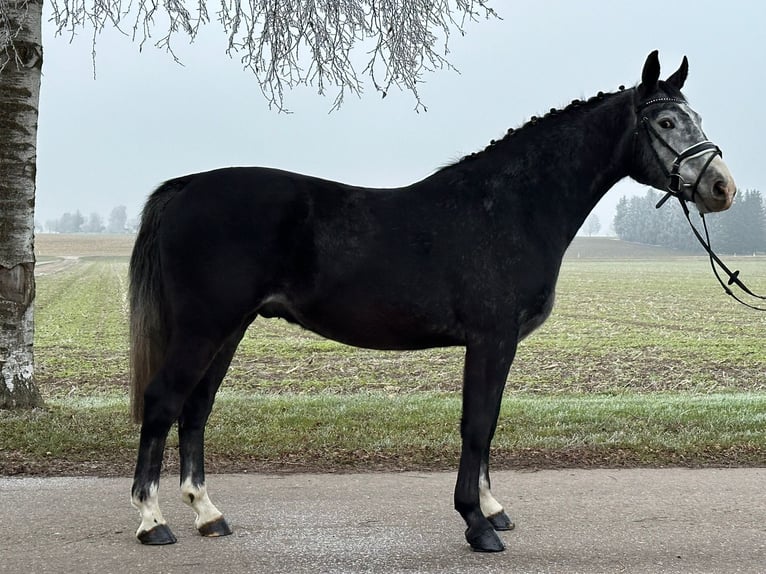 Warmblood polaco Caballo castrado 4 años 160 cm Tordillo negro in Riedlingen