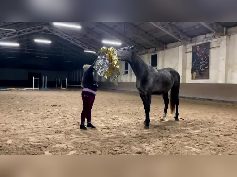 Warmblood polaco Caballo castrado 4 años 165 cm Tordo in Lasin