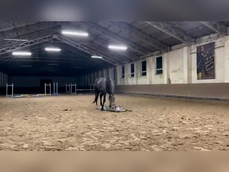 Warmblood polaco Caballo castrado 4 años 165 cm Tordo in Lasin