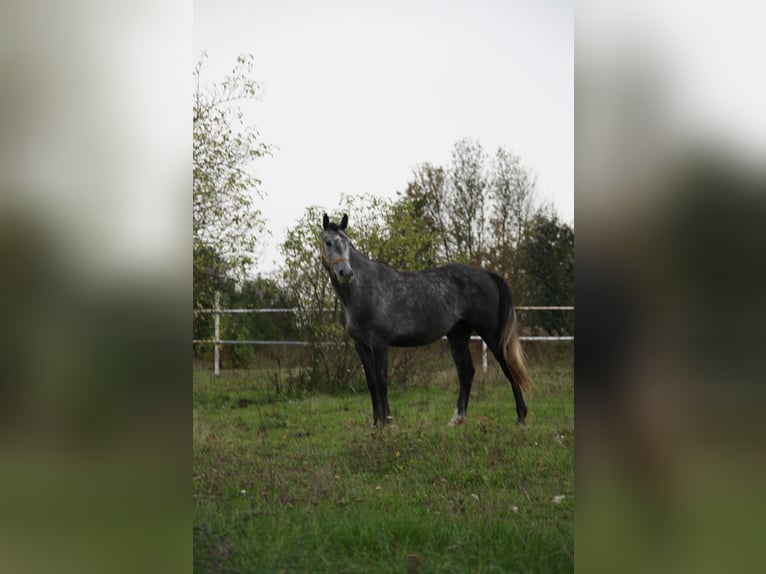 Warmblood polaco Caballo castrado 4 años 165 cm Tordo in Lasin