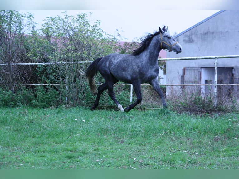 Warmblood polaco Caballo castrado 4 años 165 cm Tordo in Lasin