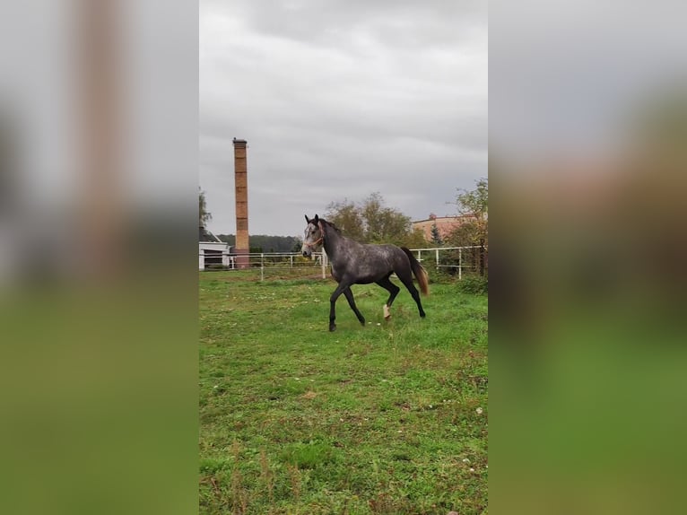 Warmblood polaco Caballo castrado 4 años 165 cm Tordo in Lasin