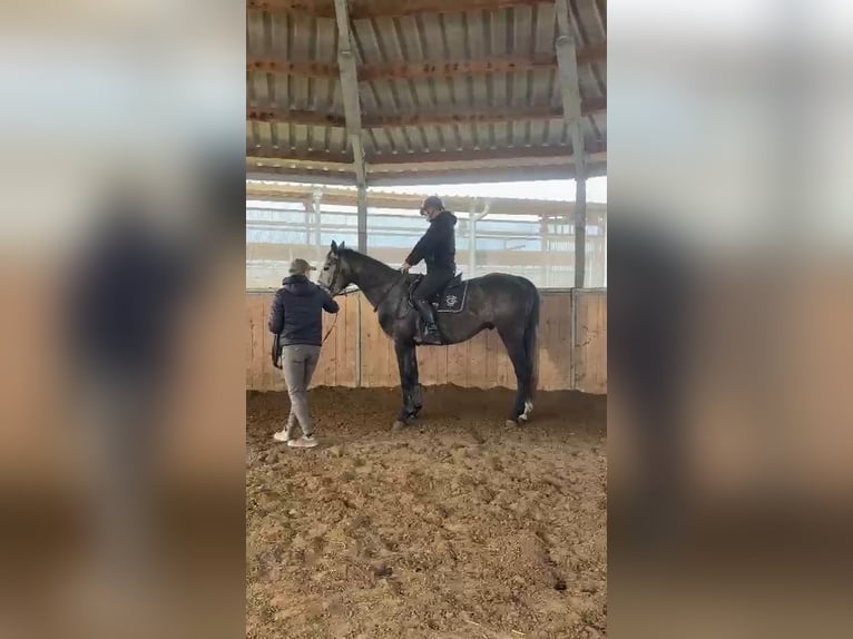 Warmblood polaco Caballo castrado 4 años 165 cm Tordo in Lasin