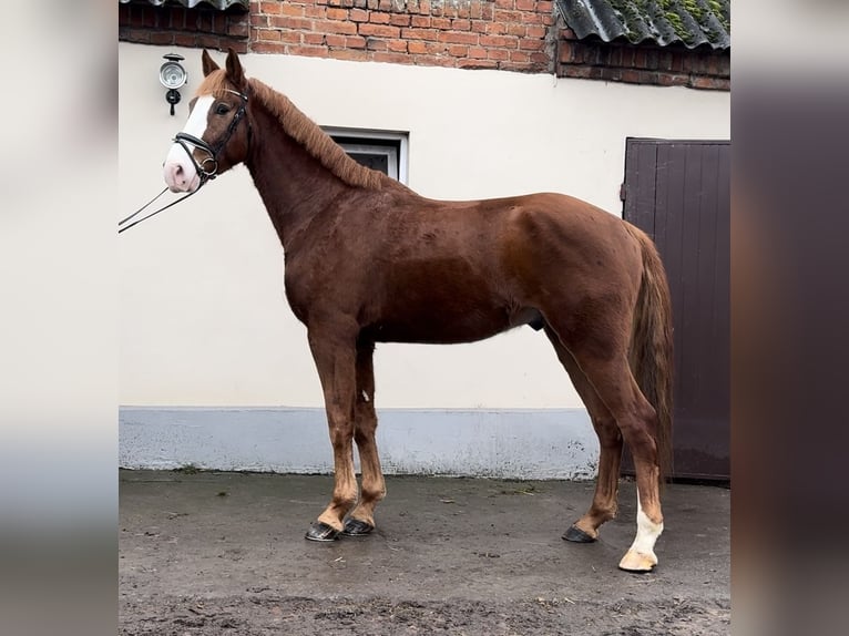 Warmblood polaco Caballo castrado 4 años 172 cm Alazán in Strzałkowo