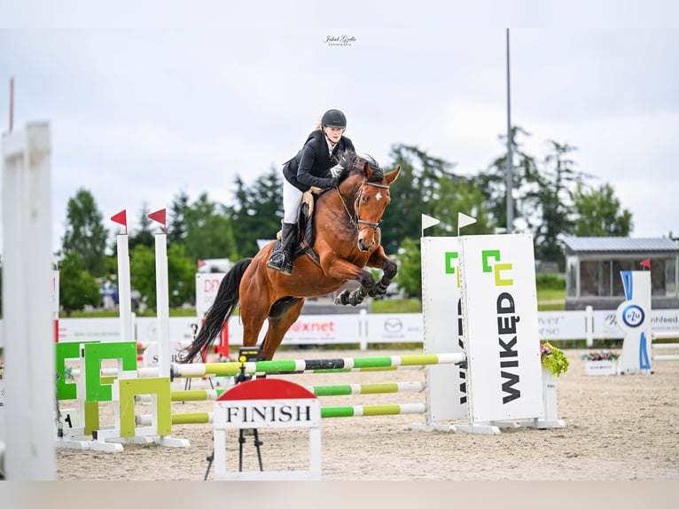 Warmblood polaco Caballo castrado 4 años 178 cm Castaño in Psale