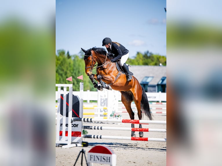Warmblood polaco Caballo castrado 4 años 178 cm Castaño in Psale