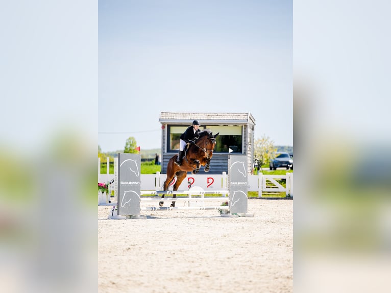 Warmblood polaco Caballo castrado 4 años 178 cm Castaño in Psale