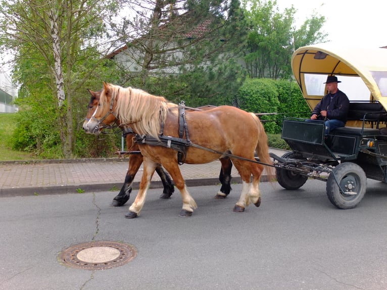 Warmblood polaco Mestizo Caballo castrado 5 años 158 cm Alazán in Buttstädt