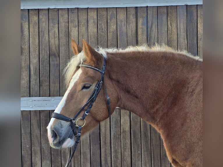 Warmblood polaco Mestizo Caballo castrado 5 años 158 cm Alazán in Mülheim an der Ruhr