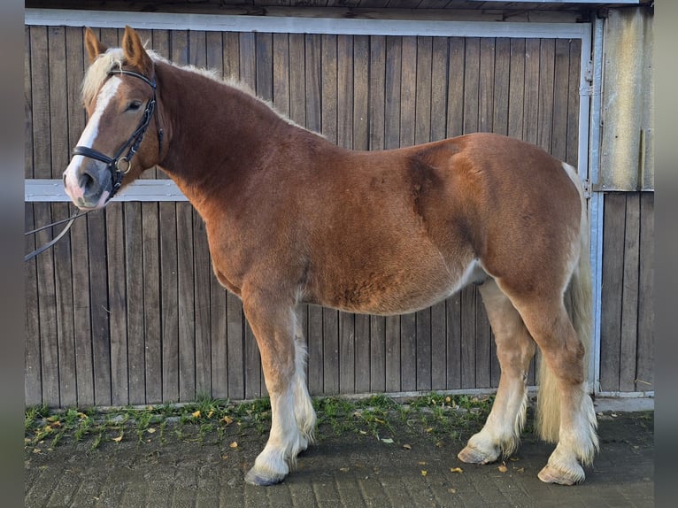 Warmblood polaco Mestizo Caballo castrado 5 años 158 cm Alazán in Mülheim an der Ruhr