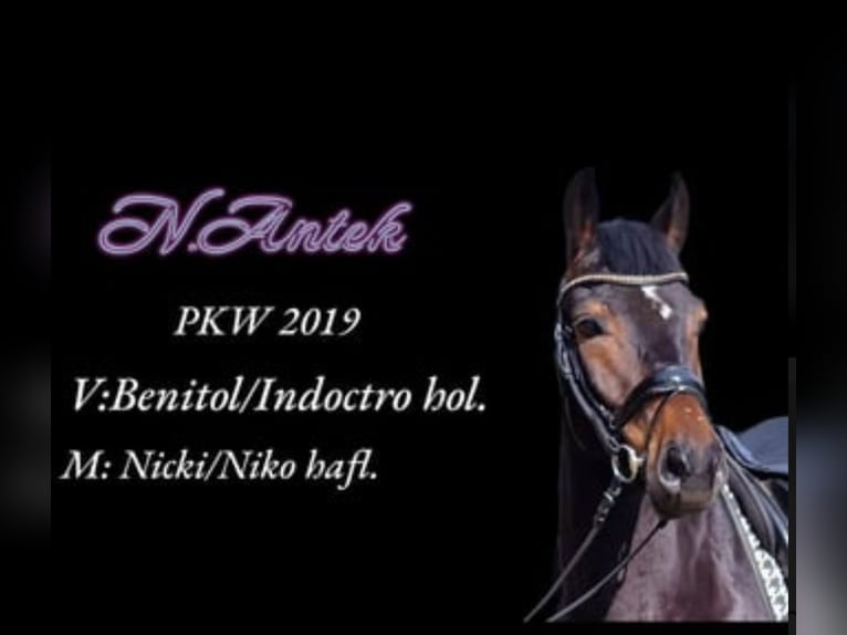 Warmblood polaco Caballo castrado 5 años 158 cm Castaño in Warendorf