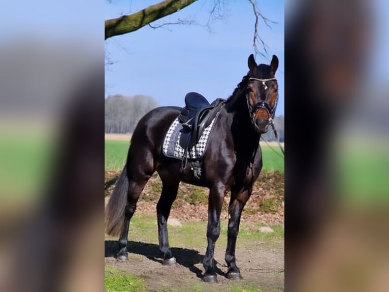 Warmblood polaco Caballo castrado 5 años 158 cm Castaño in Warendorf