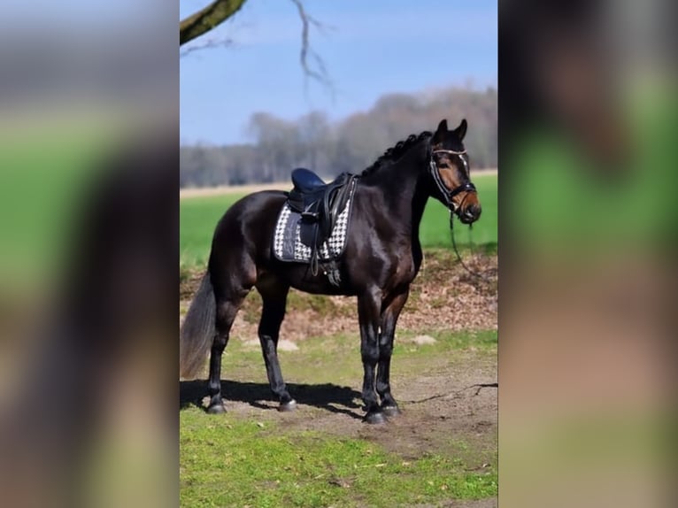 Warmblood polaco Caballo castrado 5 años 158 cm Castaño in Warendorf