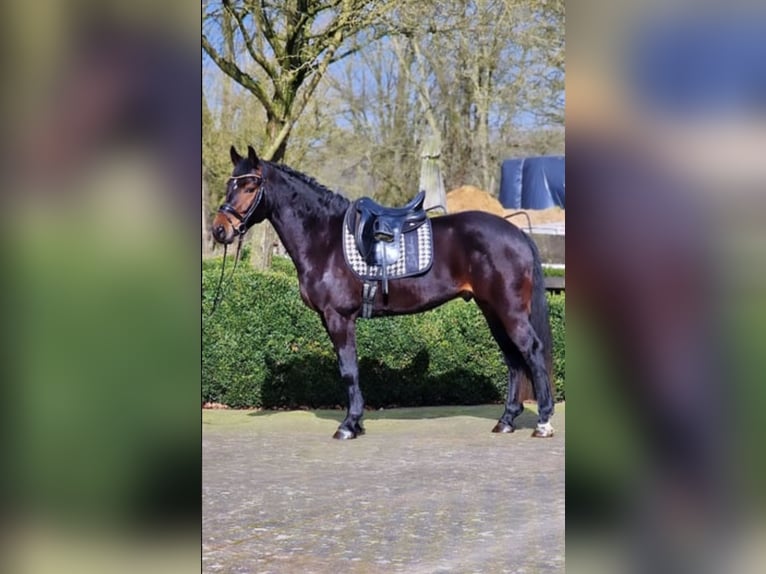 Warmblood polaco Caballo castrado 5 años 158 cm Castaño in Warendorf