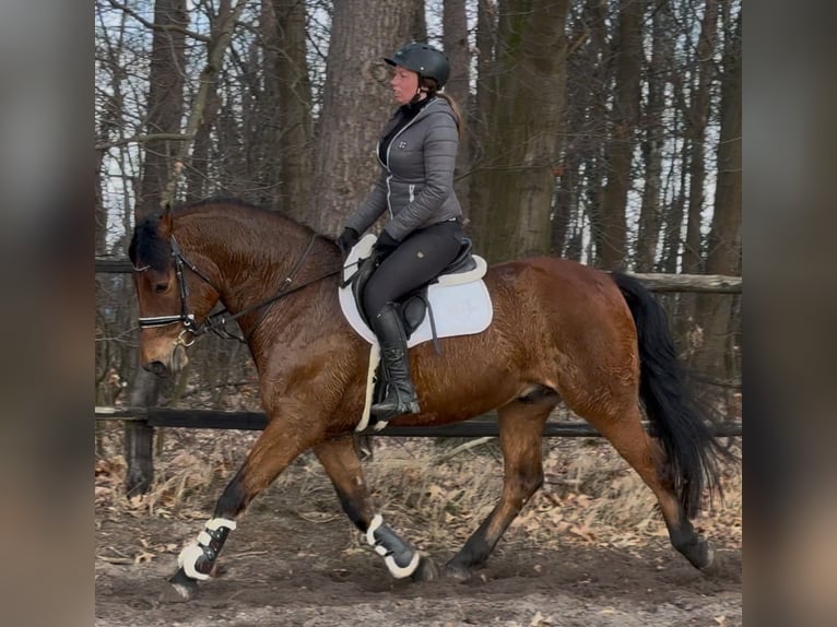 Warmblood polaco Caballo castrado 5 años 161 cm Castaño in Leer (Ostfriesland)