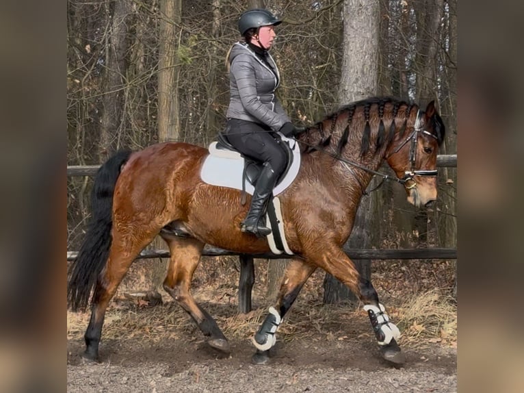 Warmblood polaco Caballo castrado 5 años 161 cm Castaño in Leer (Ostfriesland)