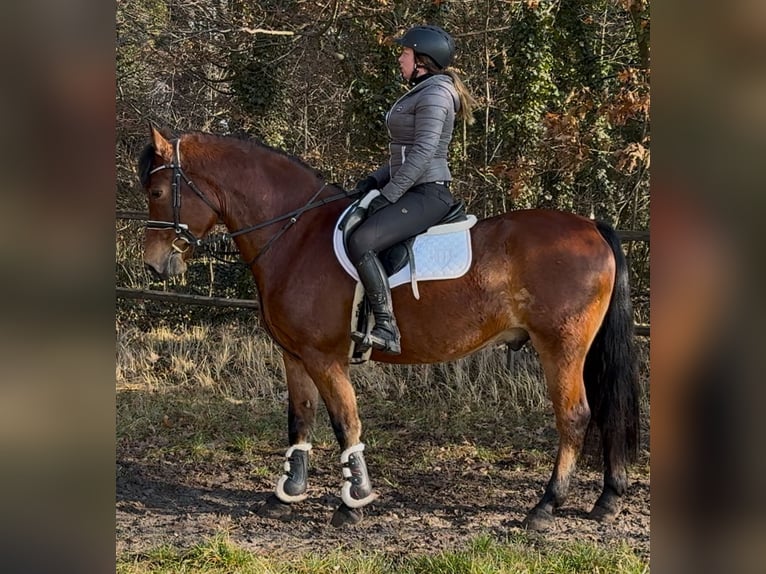 Warmblood polaco Caballo castrado 5 años 161 cm Castaño in Leer (Ostfriesland)