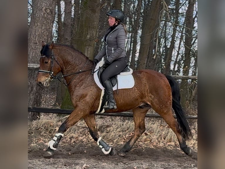 Warmblood polaco Caballo castrado 5 años 161 cm Castaño in Leer (Ostfriesland)