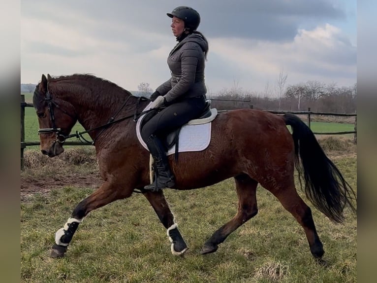 Warmblood polaco Caballo castrado 5 años 161 cm Castaño in Leer (Ostfriesland)