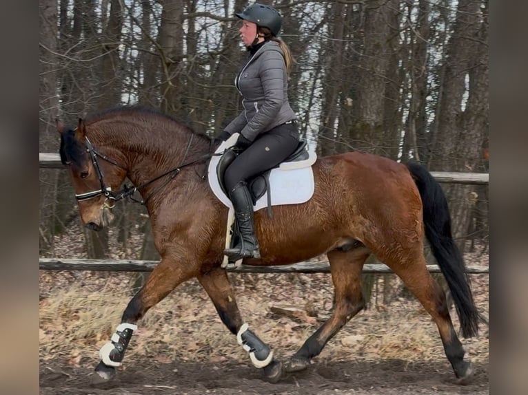 Warmblood polaco Caballo castrado 5 años 161 cm Castaño in Leer (Ostfriesland)