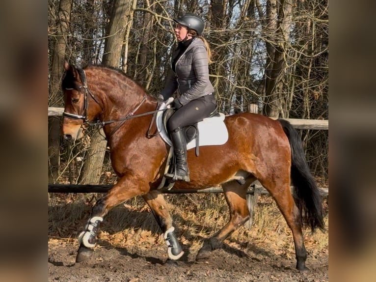 Warmblood polaco Caballo castrado 5 años 161 cm Castaño in Leer (Ostfriesland)