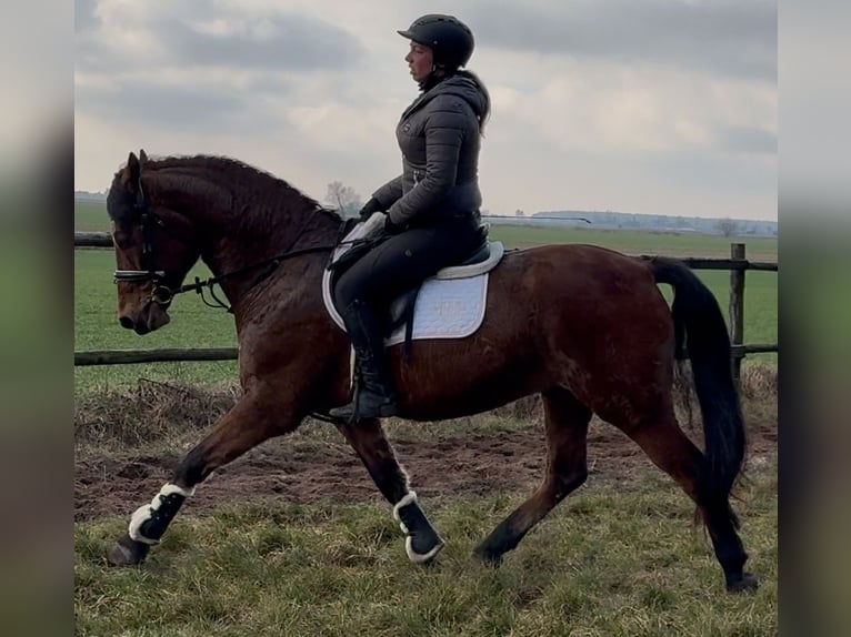 Warmblood polaco Caballo castrado 5 años 161 cm Castaño in Leer (Ostfriesland)