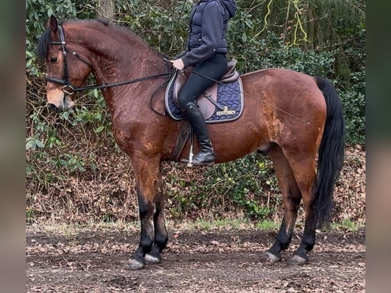 Warmblood polaco Caballo castrado 5 años 161 cm Castaño in Leer (Ostfriesland)