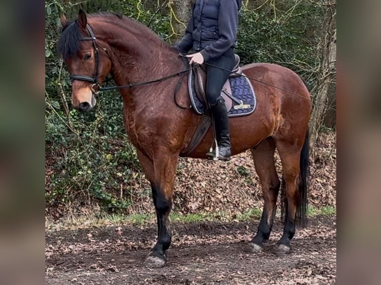 Warmblood polaco Caballo castrado 5 años 161 cm Castaño in Leer (Ostfriesland)