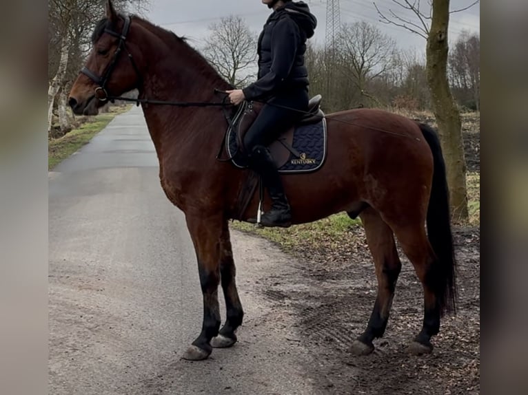 Warmblood polaco Caballo castrado 5 años 161 cm Castaño in Leer (Ostfriesland)