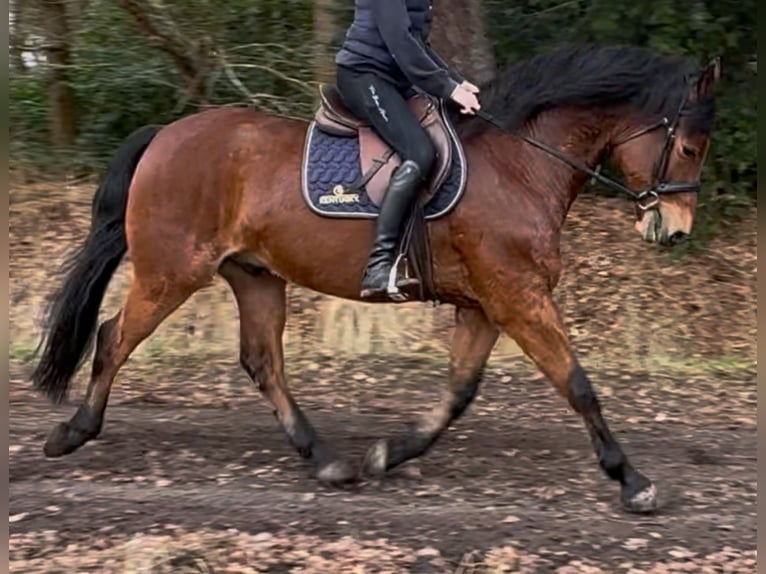 Warmblood polaco Caballo castrado 5 años 161 cm Castaño in Leer (Ostfriesland)