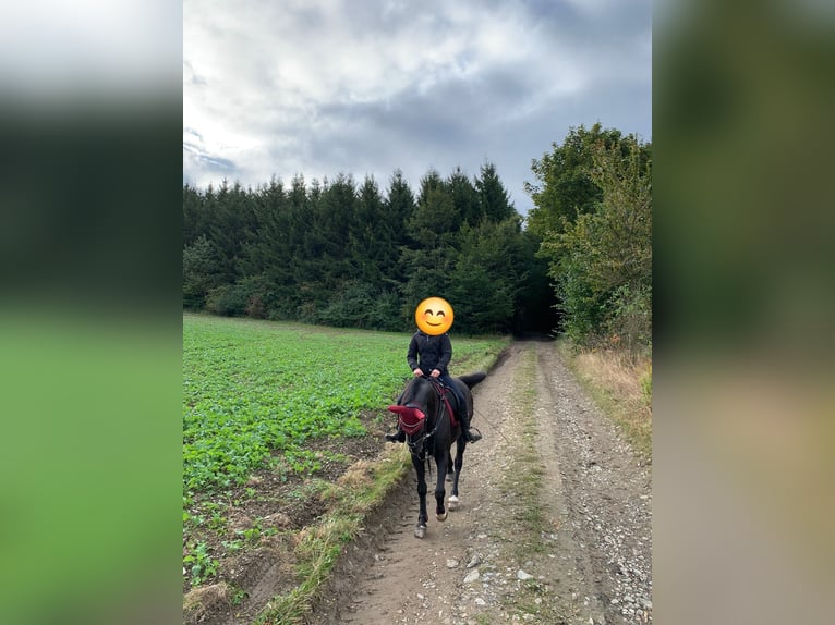 Warmblood polaco Caballo castrado 5 años 161 cm Negro in Zwönitz