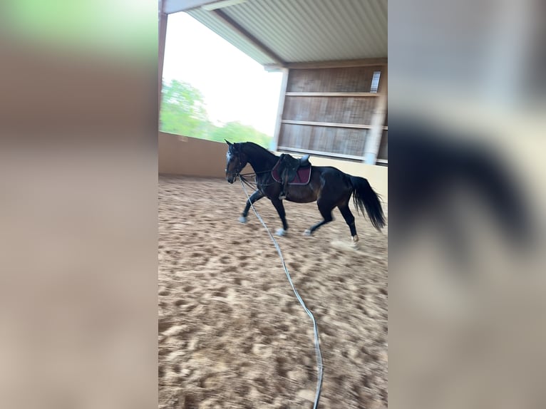 Warmblood polaco Mestizo Caballo castrado 5 años 162 cm Castaño oscuro in Rodalben