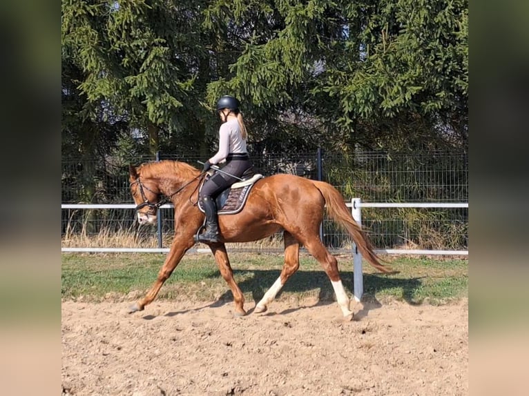 Warmblood polaco Caballo castrado 5 años 165 cm Alazán in Forst