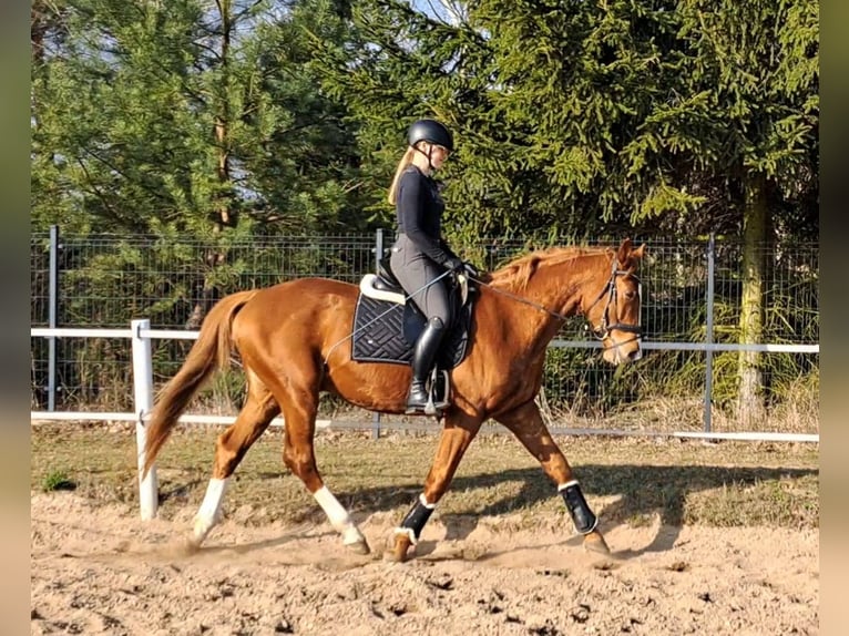 Warmblood polaco Caballo castrado 5 años 165 cm Alazán in Forst