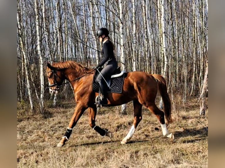 Warmblood polaco Caballo castrado 5 años 165 cm Alazán in Forst