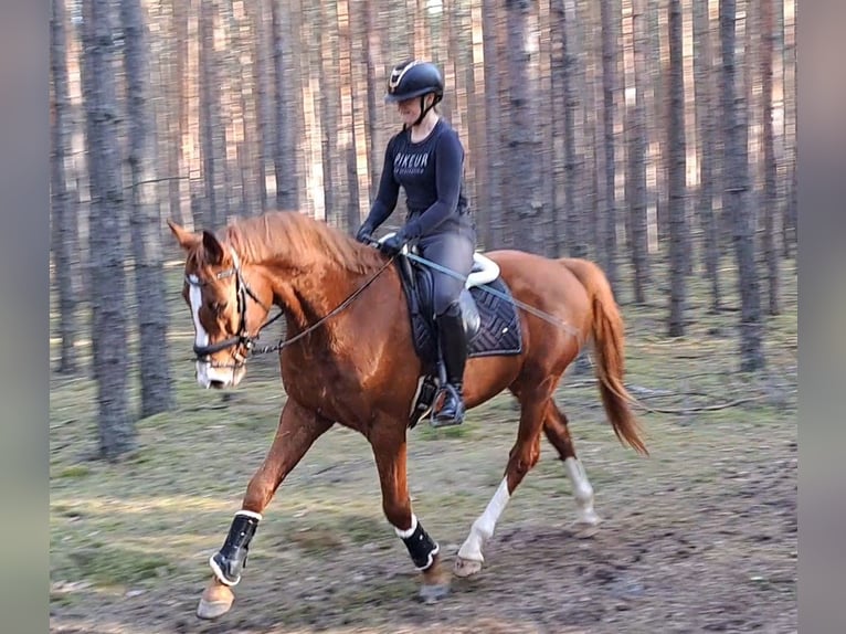 Warmblood polaco Caballo castrado 5 años 165 cm Alazán in Forst