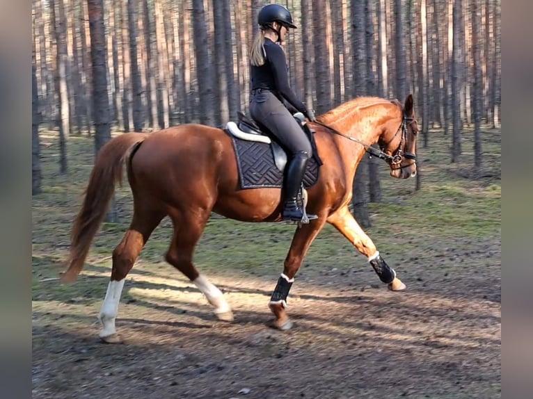 Warmblood polaco Caballo castrado 5 años 165 cm Alazán in Forst