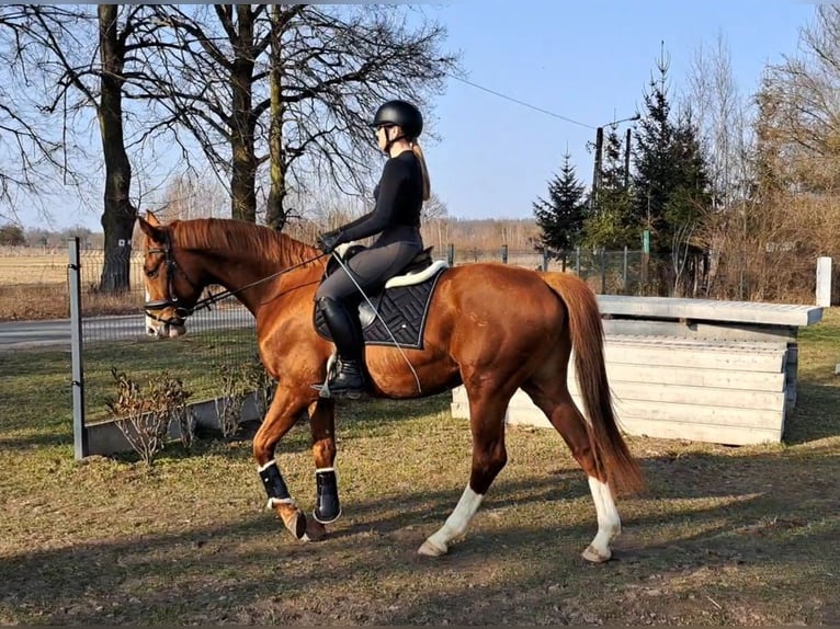 Warmblood polaco Caballo castrado 5 años 165 cm Alazán in Forst