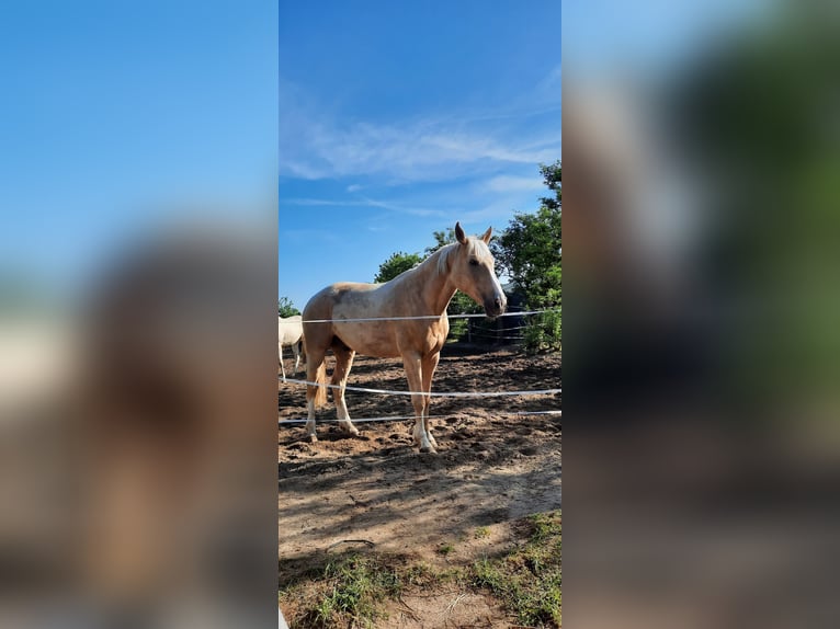 Warmblood polaco Caballo castrado 5 años 165 cm Palomino in Obertshausen