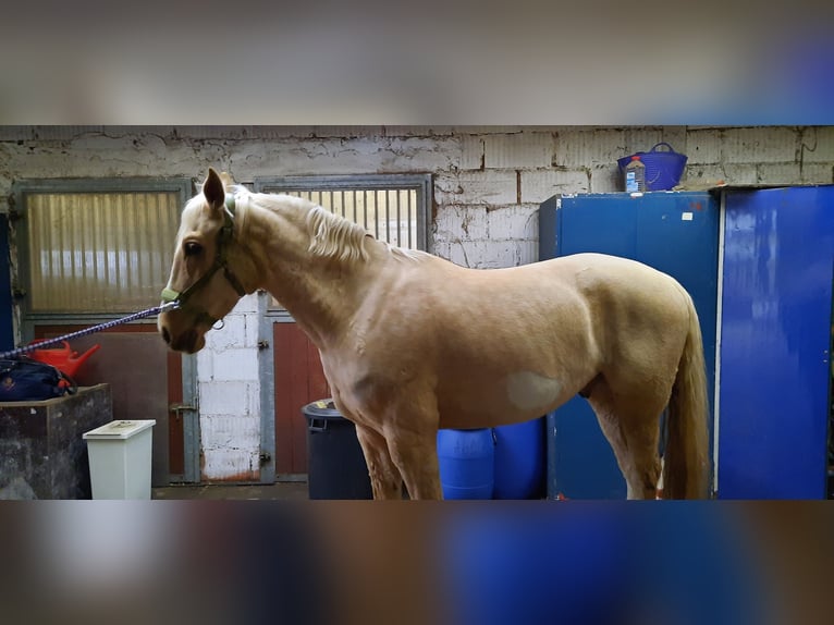 Warmblood polaco Caballo castrado 5 años 165 cm Palomino in Obertshausen